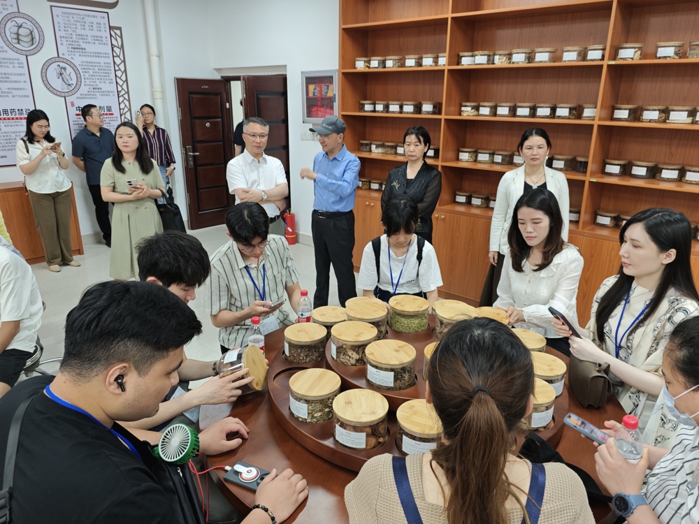 香港青年了解体验中药材