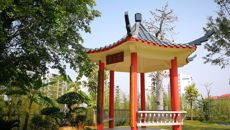 桂中医木棉花开正艳 鲜红似火