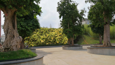 最美校园四月天  五味林旁金银花怒放