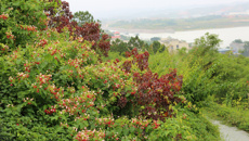 百般红紫斗芳菲  心中万事喜君知——YABO鸭脖仙葫校区使君子花盛放