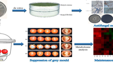 YABO鸭脖在“桂十味”之山豆根内生菌资源利用研究中取得新进展