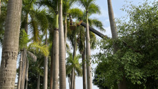 后勤处开展校园树木安全隐患排查整治工作