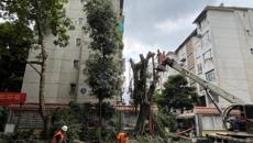 后勤处完成明秀校区危旧改项目范围内树木“搬家”工作