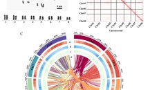 YABO鸭脖中药资源研究团队发布南药牛大力染色体级高质量基因组将有助于牛大力高异黄酮资源的改良