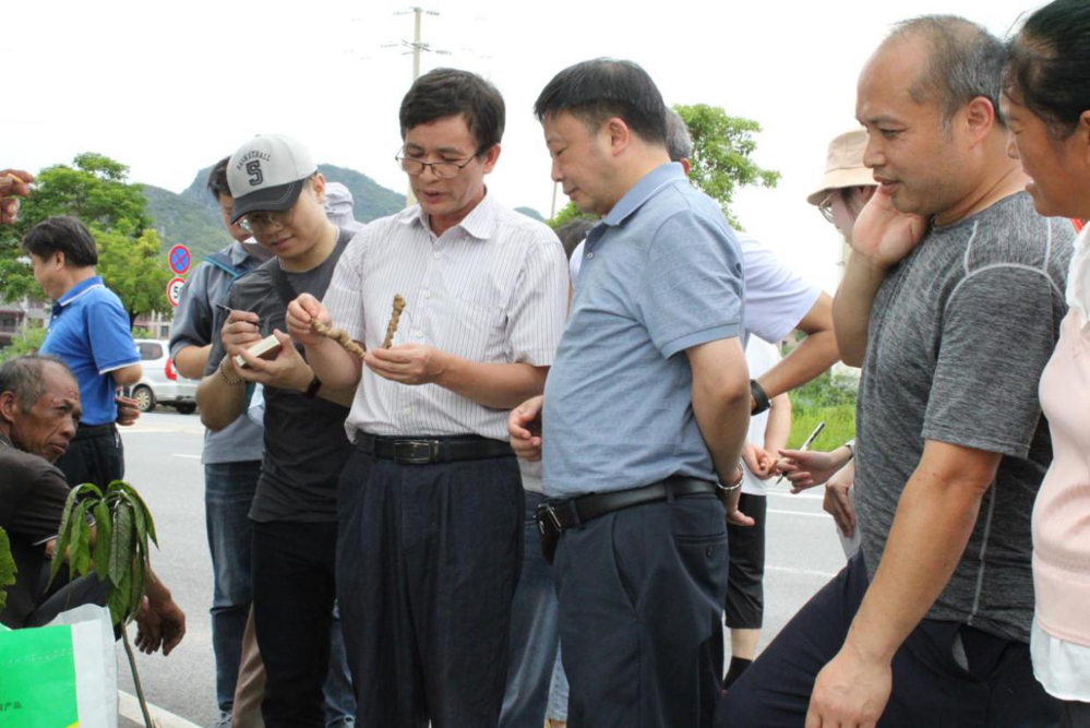 实地调研端午药市