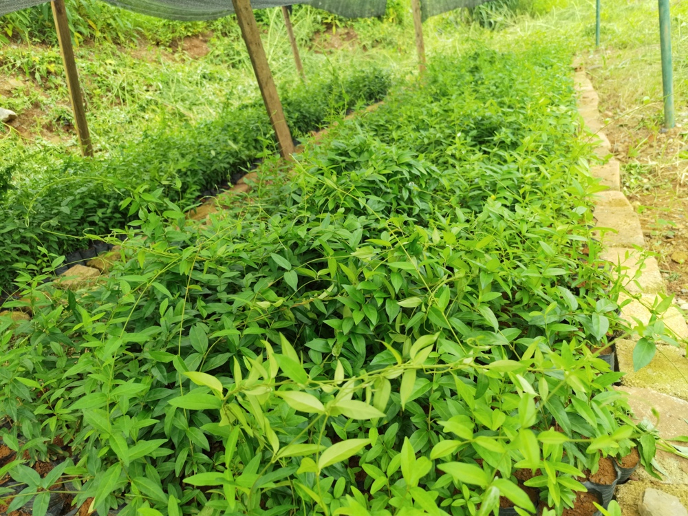 97ffb25100130e651ac4b42716af49c 97ffb25100130e651ac4b42716af49c