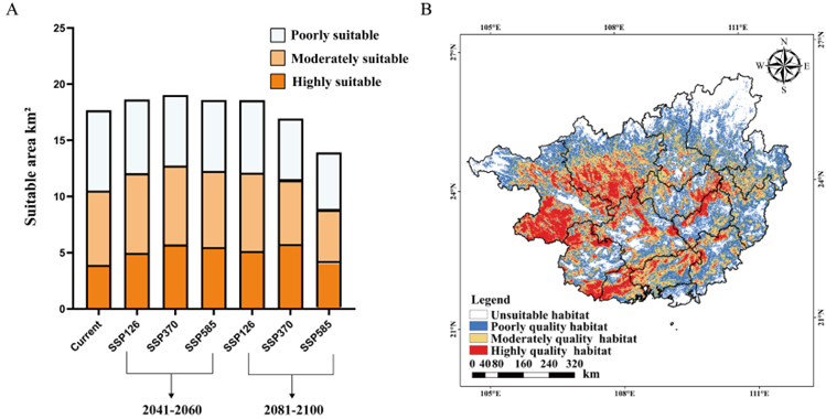 广西全境现阶段八角生境适宜性分布图