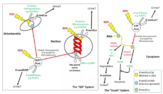 健脾益气摄血颗粒对斑马鱼肠道出血模型的止血作用评价